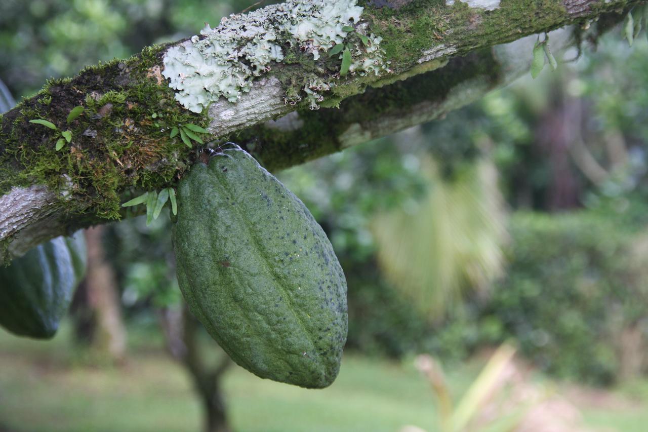 Finca Amistad Cacao Lodge Бихагуа Екстериор снимка