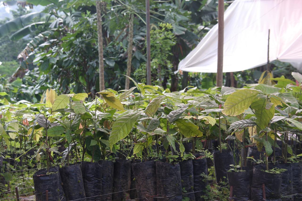 Finca Amistad Cacao Lodge Бихагуа Екстериор снимка