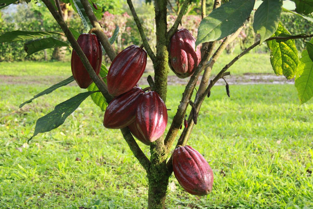 Finca Amistad Cacao Lodge Бихагуа Екстериор снимка