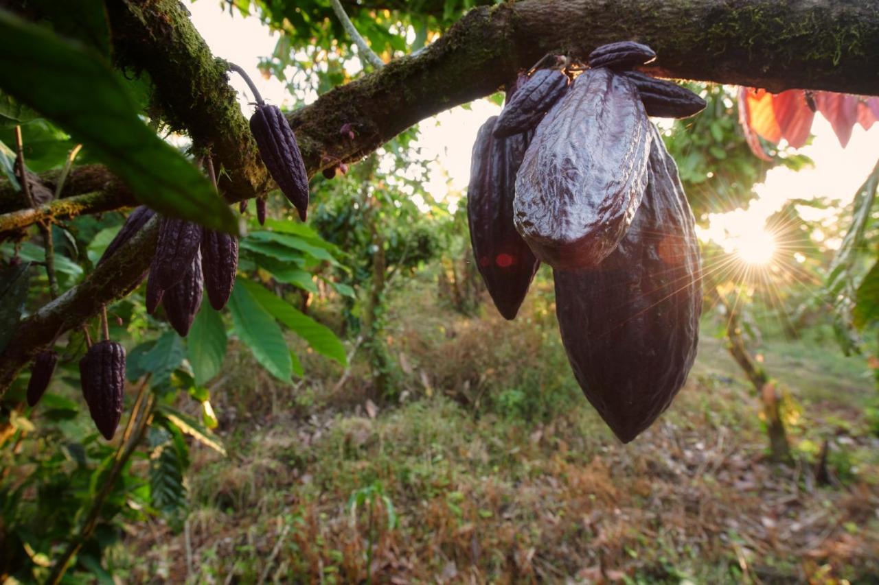 Finca Amistad Cacao Lodge Бихагуа Екстериор снимка